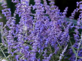 Perovskie lebedolistá 'Steel Blue' - Perovskia atriplicifolia 'Steel Blue'