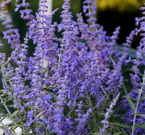 Perovskie lebedolistá 'Steel Blue' - Perovskia atriplicifolia 'Steel Blue'