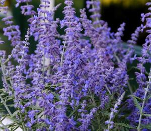 Perovskie lebedolistá 'Steel Blue' - Perovskia atriplicifolia 'Steel Blue'