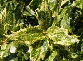 Vonokvětka různolistá 'Goshiki' - Osmanthus heterophyllus 'Goshiki'