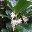 Vonokvětka různolistá 'Gulftide' - Osmanthus heterophyllus 'Gulftide'