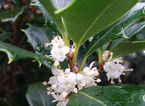 Vonokvětka různolistá 'Gulftide' - Osmanthus heterophyllus 'Gulftide'