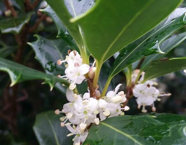 Vonokvětka různolistá 'Gulftide' - Osmanthus heterophyllus 'Gulftide'