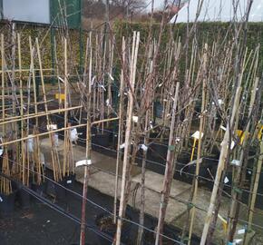 Jabloň zimní 'Boikovo' - Malus domestica 'Boikovo'