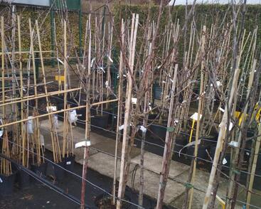 Jabloň zimní 'Boikovo'