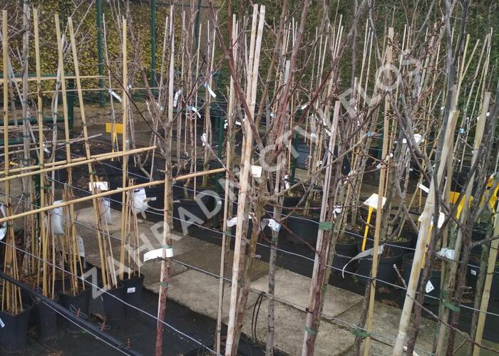 Jabloň domácí 'Boikovo' - Malus domestica 'Boikovo'