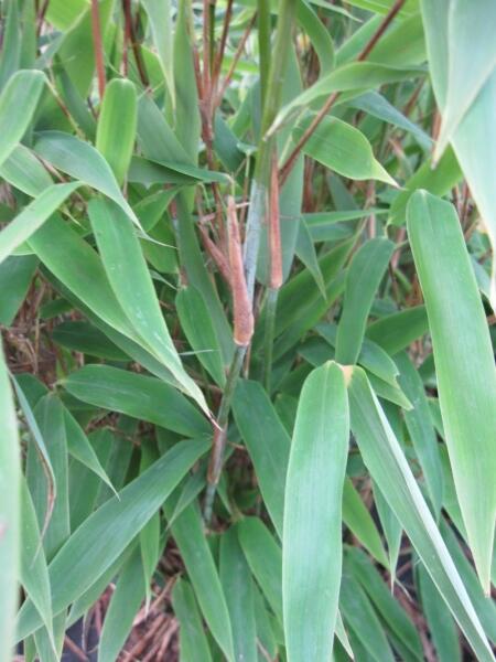 Bambus purpurový, rákosovec lesklý 'Viking' - Fargesia nitida 'Viking'