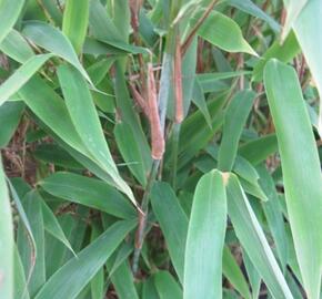 Bambus purpurový, rákosovec lesklý 'Viking'