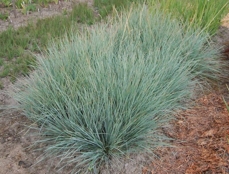 Ovsíř stálezelený 'Saphirsprudel' - Helictotrichon sempervirens 'Saphirsprudel'