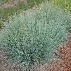 Ovsíř stálezelený 'Saphirsprudel' - Helictotrichon sempervirens 'Saphirsprudel'