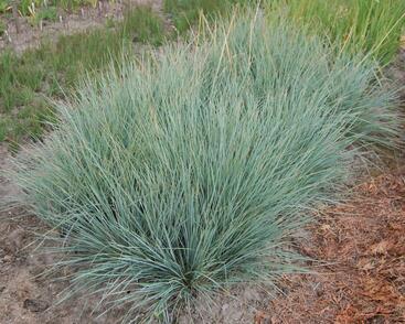 Ovsíř stálezelený 'Saphirsprudel'