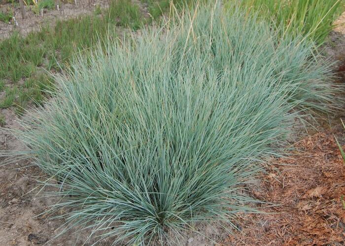 Ovsíř stálezelený 'Saphirsprudel' - Helictotrichon sempervirens 'Saphirsprudel'