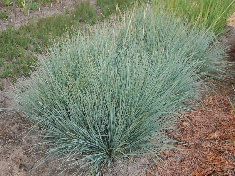 Ovsíř stálezelený 'Saphirsprudel' - Helictotrichon sempervirens 'Saphirsprudel'