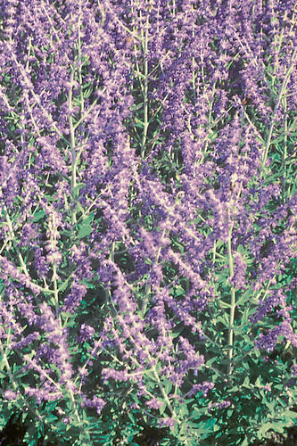 Perovskie lebedolistá 'Mini Blue' - Perovskia atriplicifolia 'Mini Blue'