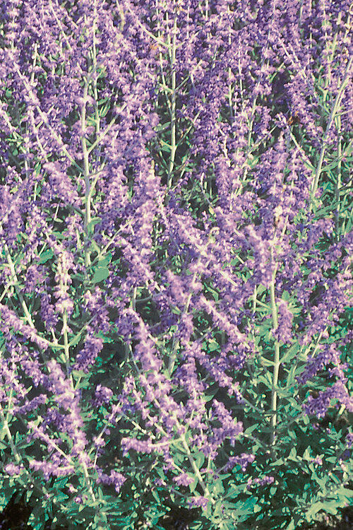 Perovskie lebedolistá 'Mini Blue' - Perovskia atriplicifolia 'Mini Blue'