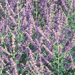 Perovskie lebedolistá 'Mini Blue' - Perovskia atriplicifolia 'Mini Blue'