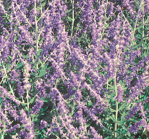 Perovskie lebedolistá 'Mini Blue' - Perovskia atriplicifolia 'Mini Blue'