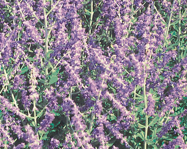 Perovskie lebedolistá 'Mini Blue'