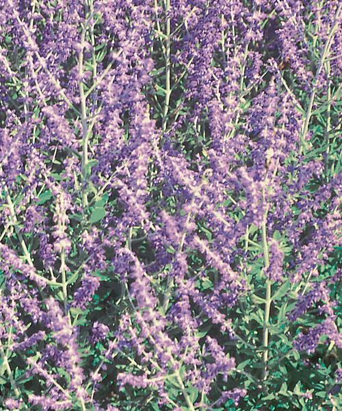 Perovskie lebedolistá 'Mini Blue' - Perovskia atriplicifolia 'Mini Blue'