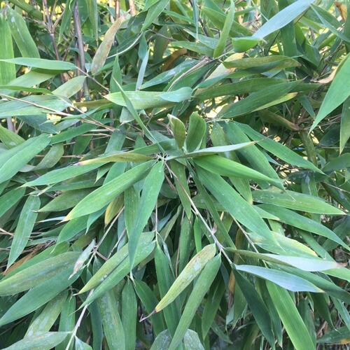 Bambus 'Viking' - Fargesia 'Viking'