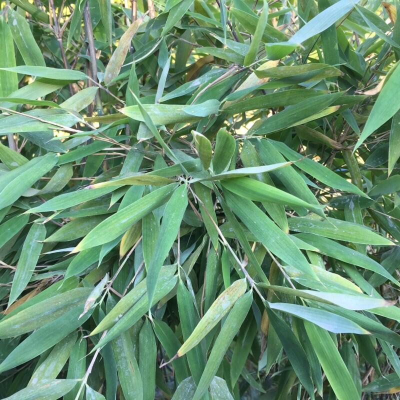 Bambus 'Viking' - Fargesia 'Viking'