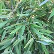 Bambus 'Viking' - Fargesia 'Viking'