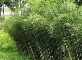 Bambus 'Campbell' - Fargesia robusta 'Campbell'