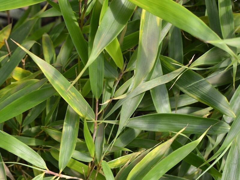 Bambus 'Campbell' - Fargesia robusta 'Campbell'