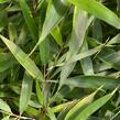 Bambus 'Campbell' - Fargesia robusta 'Campbell'