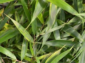 Bambus 'Campbell' - Fargesia robusta 'Campbell'