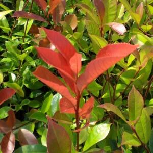 Blýskavka Fraserova 'Birmingham' - Photinia fraseri 'Birmingham'