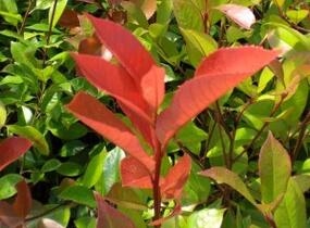 Blýskavka Fraserova 'Birmingham' - Photinia fraseri 'Birmingham'