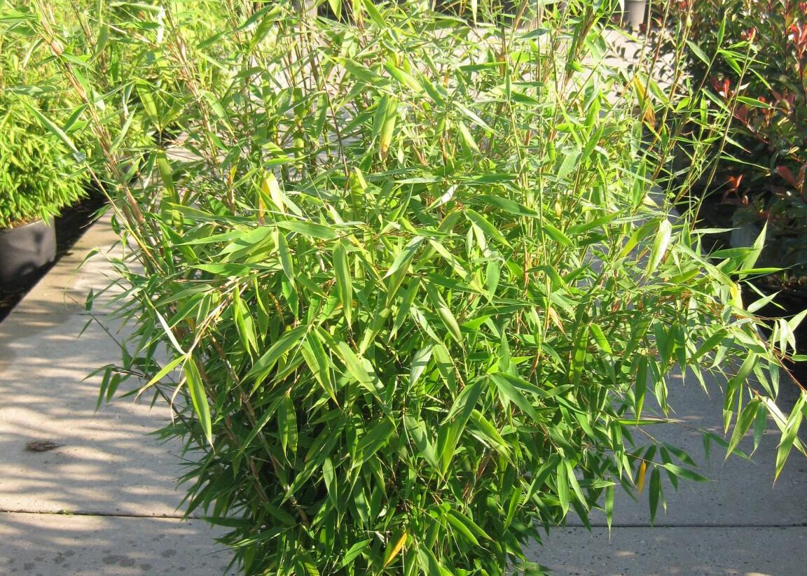 Bambus - Fargesia murieliae