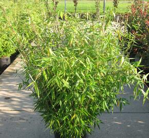 Bambus - Fargesia murieliae