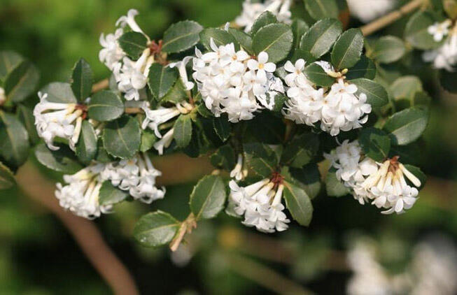 Vonokvětka delavayi - Osmanthus delavayi