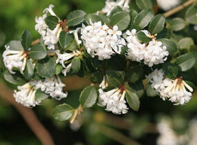 Vonokvětka delavayi - Osmanthus delavayi