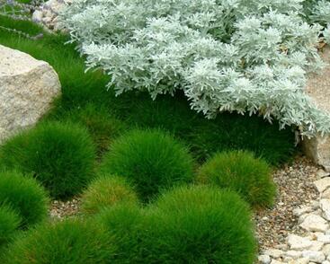 Kostřava metlovitá 'Pic Carlit'