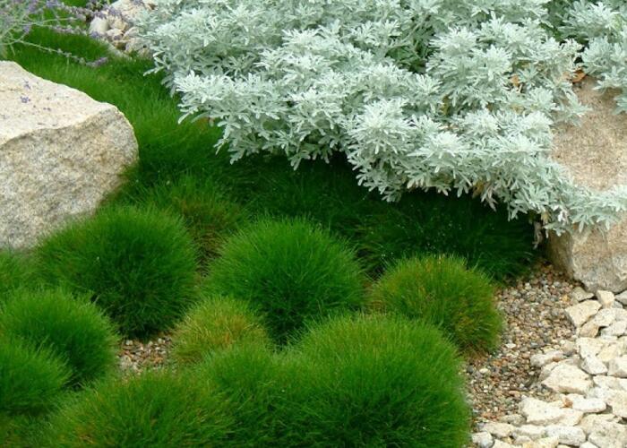 Kostřava metlovitá 'Pic Carlit' - Festuca gautieri (scoparia) 'Pic Carlit'