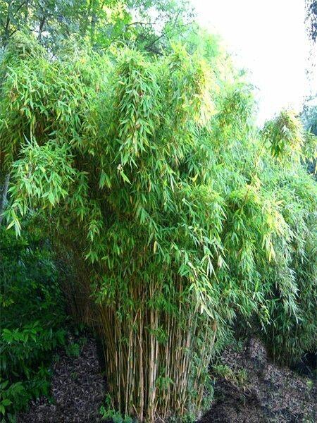 Bambus 'Super Jumbo' - Fargesia murieliae 'Super Jumbo'