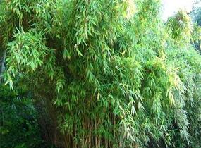 Bambus 'Super Jumbo' - Fargesia murieliae 'Super Jumbo'