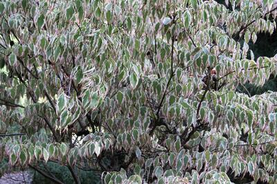 Cornus mas Elegantissima