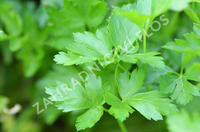 Petržel zahradní 'Gigante d'Italia' - Petroselinum crispum 'Gigante d'Italia'