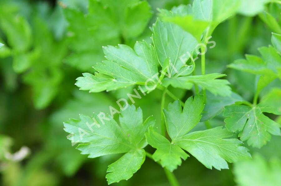 Petržel zahradní 'Gigante d'Italia' - Petroselinum crispum 'Gigante d'Italia'