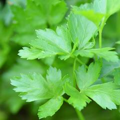 Petržel zahradní 'Gigante d'Italia' - Petroselinum crispum 'Gigante d'Italia'