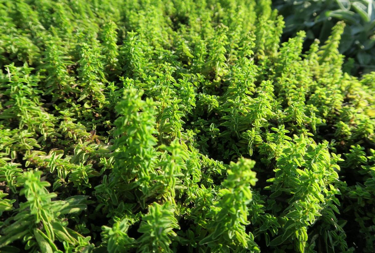 Oregano obecné, dobromysl 'Nanum' - Origanum vulgare 'Nanum'