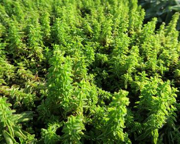 Oregano obecné, dobromysl 'Nanum'