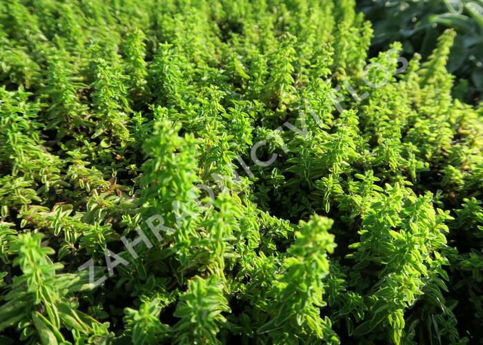 Dobromysl obecná 'Nanum' - Origanum vulgare 'Nanum'