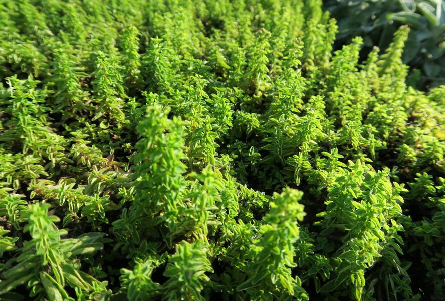 Oregano obecné, dobromysl 'Nanum' - Origanum vulgare 'Nanum'