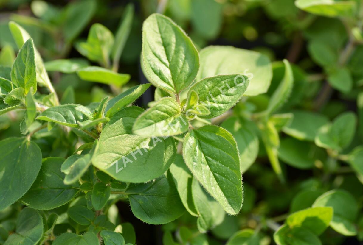 Majoránka zahradní - Origanum majorana