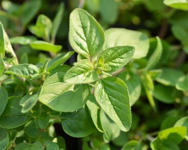 Majoránka zahradní